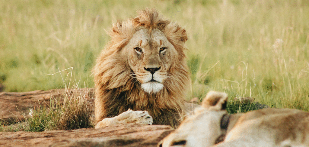 A majestic male lion reclines gracefully on the lush grass in its natural wild habitat.