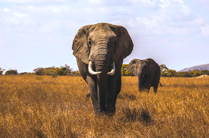 Two elephants walking through a grassy field with a gentle hill rising in the background.
